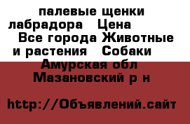 палевые щенки лабрадора › Цена ­ 30 000 - Все города Животные и растения » Собаки   . Амурская обл.,Мазановский р-н